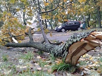 «Просим не парковаться под деревьями»: мэрия предупредила о шторме