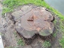 «Инвент» Сергея Мячина вырубит 29 деревьев у кладбища в Калининграде