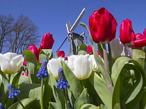 Ужесточились правила ввоза в Россию голландских цветов
