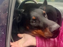 В закрытой машине в Калининграде несколько месяцев сидит собака 
