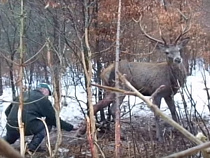 Охотник спас оленя от браконьеров (видео)