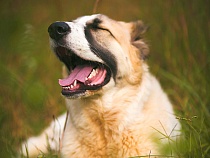 Владельца алабая из Советска будут судить за покусанного 7-летнего мальчика