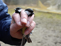 На Куршской косе началось кольцевание птиц