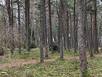 На Куршской косе в ожидании штормов вырубят 45 деревьев