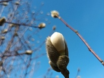 В Калининграде назвали место появления живого оберега от тёмных сил