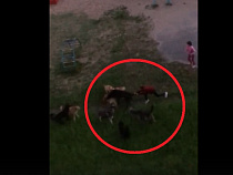 Советчанка сняла нападение стаи псов на детской площадке 