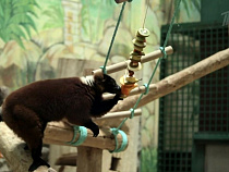 Калининградские лемуры засветились на Первом канале