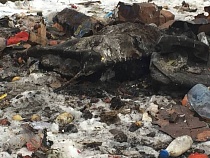 В Гурьевском районе коров якобы сжигают мусором