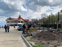 В Зеленоградске при установке туалета подрубили корни 16 деревьев 