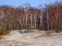 Калининградскую область захватывает летающая провокация аллергии