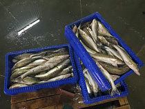 Весенняя путина: Калининградский облпотребсоюз планирует наловить 132 тонны рыбы