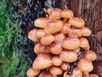 Грибы запретили приход зимы в Калининградскую область