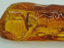 Доисторические существа в янтаре уйдут с молотка за бешеные деньги (фото)