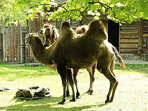 В Калининград паромом из Усть-Луги доставили двух верблюдов 