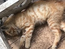 В Зеленоградске находят трупы кошек у домиков на Курортном проспекте