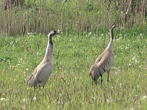 В Калининградской области сняли завораживающие крики журавлей