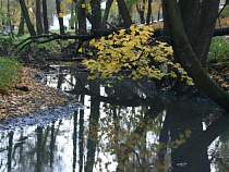 Санитарная вырубка деревьев прошла в Центральном парке культуры и отдыха