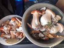 Ажиотаж грибных мест Калининградской области становится кромешным