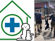 Скулящего пса схватили за ноги и потащили головой вниз - в Калининграде начался зверский отлов собак