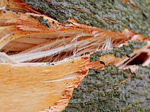 В Светлогорске вырубают зелёный массив у озера Тихое 