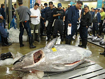 Гигантского тунца купили за 37 тысяч долларов