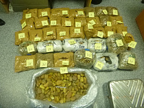 В поезде Калининград – Москва спрятали янтарь на 4,5 млн рублей