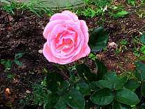 В Калининграде расцвела роза