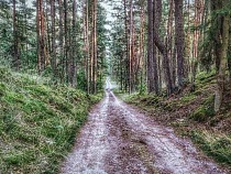 В 5 районах Калининградской области уже закончился лес для населения