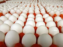 В Калининграде наращивают производство молока и яиц