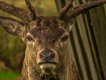 На Куршской косе сократилась численность пятнистого оленя и косули