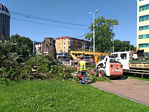 За месяц администрация Калининграда выдала 8 порубочных билетов