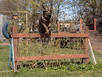 16 кинологов-пограничников состязались за звание лучшего специалиста