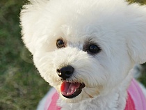 Страсть к бишон фризе обошлась 59-летней в Калининграде в 108 тыс.