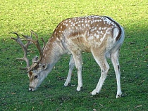 Под Багратионовском пенсионера застали над трупом самки оленя