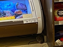 В «Спаре» в Пионерском покупателей поджидала огромная крыса