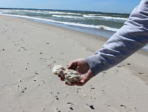 Жители Зеленоградска нашли на пляже вещество, похожее на парафин