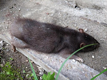 Крыса пыталась загрызть ребёнка