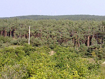 Экскаватор «Балтберегозащиты» оставил без света 500 человек на Куршской косе