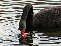 Калининградцы услышат в зоопарке «Птичьи трели»