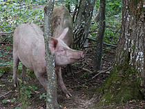 Из-за АЧС в Калининградской области пустят под нож 42811 свиней