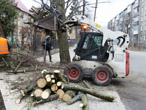 Почти 2 миллиона рублей будет выделено из городского бюджета на валку деревьев