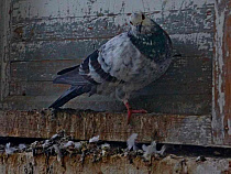 Мэрия Калининграда сообщила, кому отключат электричество, воду и газ (адреса) 