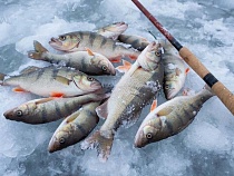 В Калининградской области указали место безлимитного клёва окуней