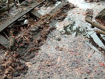 На свиноводческом предприятии «Откормочное» не нашли биологических отходов