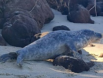Это место стало лежбищем тюленя в Калининградской области