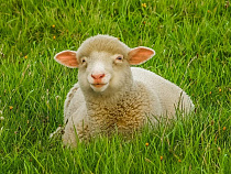 Военнослужащего Балтфлота оштрафовали за хищение 11 овец