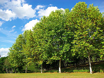 Ветераны Великой Отечественной войны и калининградские старшеклассники высадили первые деревья Аллеи Победы