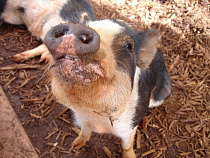 В связи с АЧС владельцам свиней рассказали, что нужно делать и что запрещено