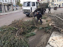 В Немане голубые ели вырубили в День матери