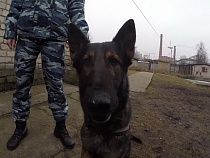 Немецкая овчарка в два счета отыскала сумку, украденную у калининградки